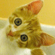 meoomeoo